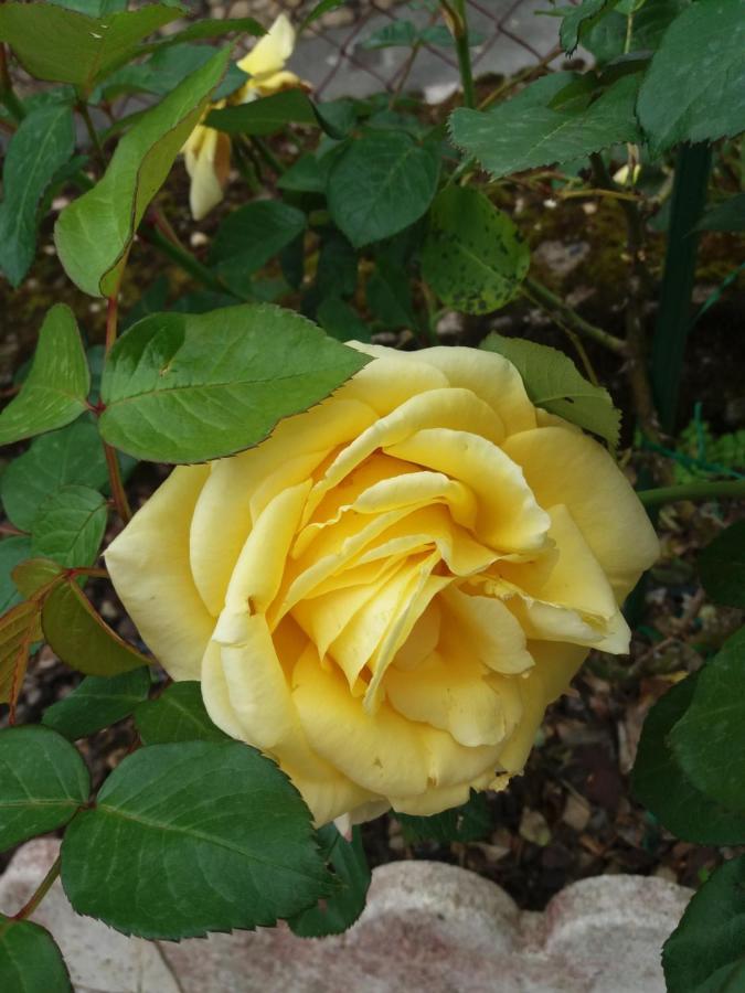 Bed And Breakfast Les Roses Multicolores Du 47 Fumel Εξωτερικό φωτογραφία