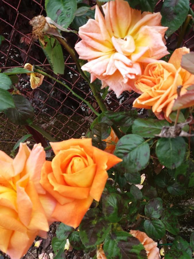 Bed And Breakfast Les Roses Multicolores Du 47 Fumel Εξωτερικό φωτογραφία