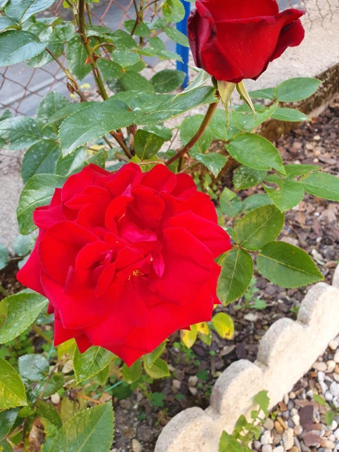 Bed And Breakfast Les Roses Multicolores Du 47 Fumel Εξωτερικό φωτογραφία